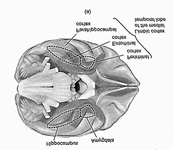 Anatomie von Lernen und Gedächtnis: Das hippokampale System A) Blick auf die Hirnbasis B) Verbindungen des Hippokampus Hippocampus