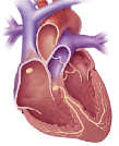 SSB Folie 16 Ursprung der myokardialen Erregung ist der Sinusknoten Sinusknoten = primärer Schrittmacher - gibt den Rhythmus für das gesamte Herz vor Sinusrhythmus Ausbreitung auf die Vorhöfe; diese