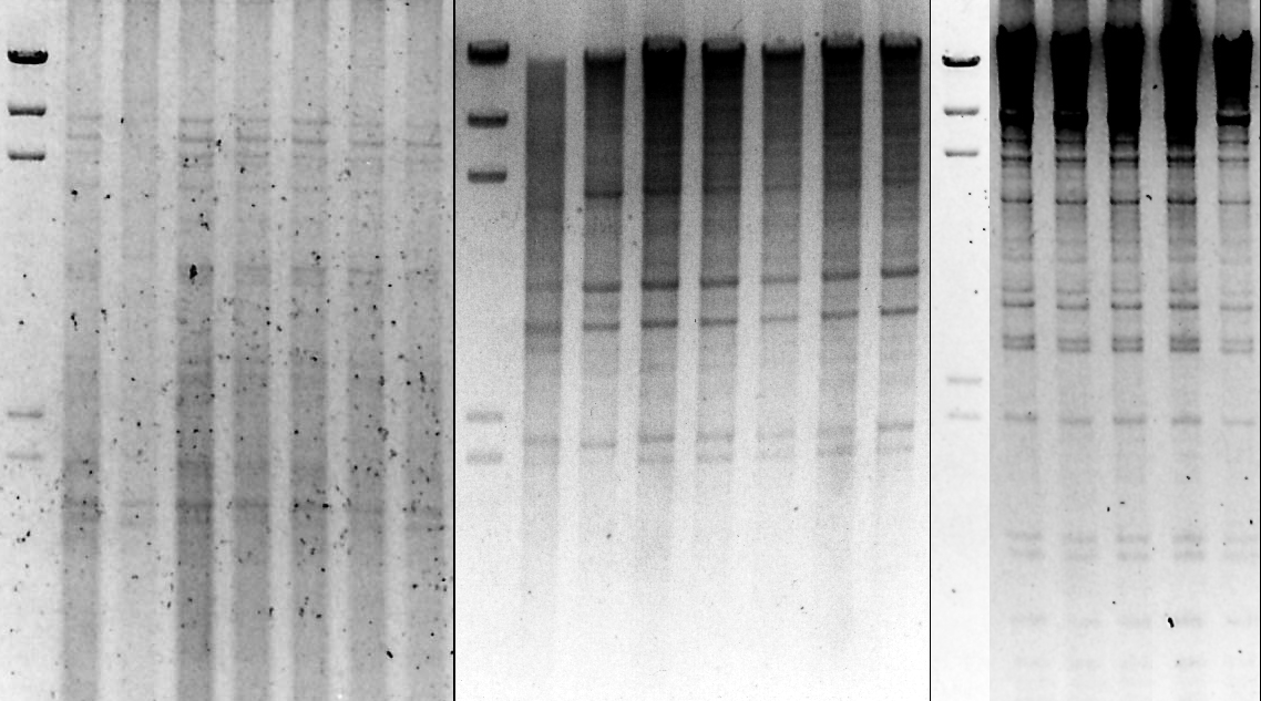 4. E R G E B N I S S E 64 Sau3A schnitt die DNA vollständig und zumeist in kleinere Fragmente, so daß im unteren Teil des Gels ein starker Hintergrund entstand.