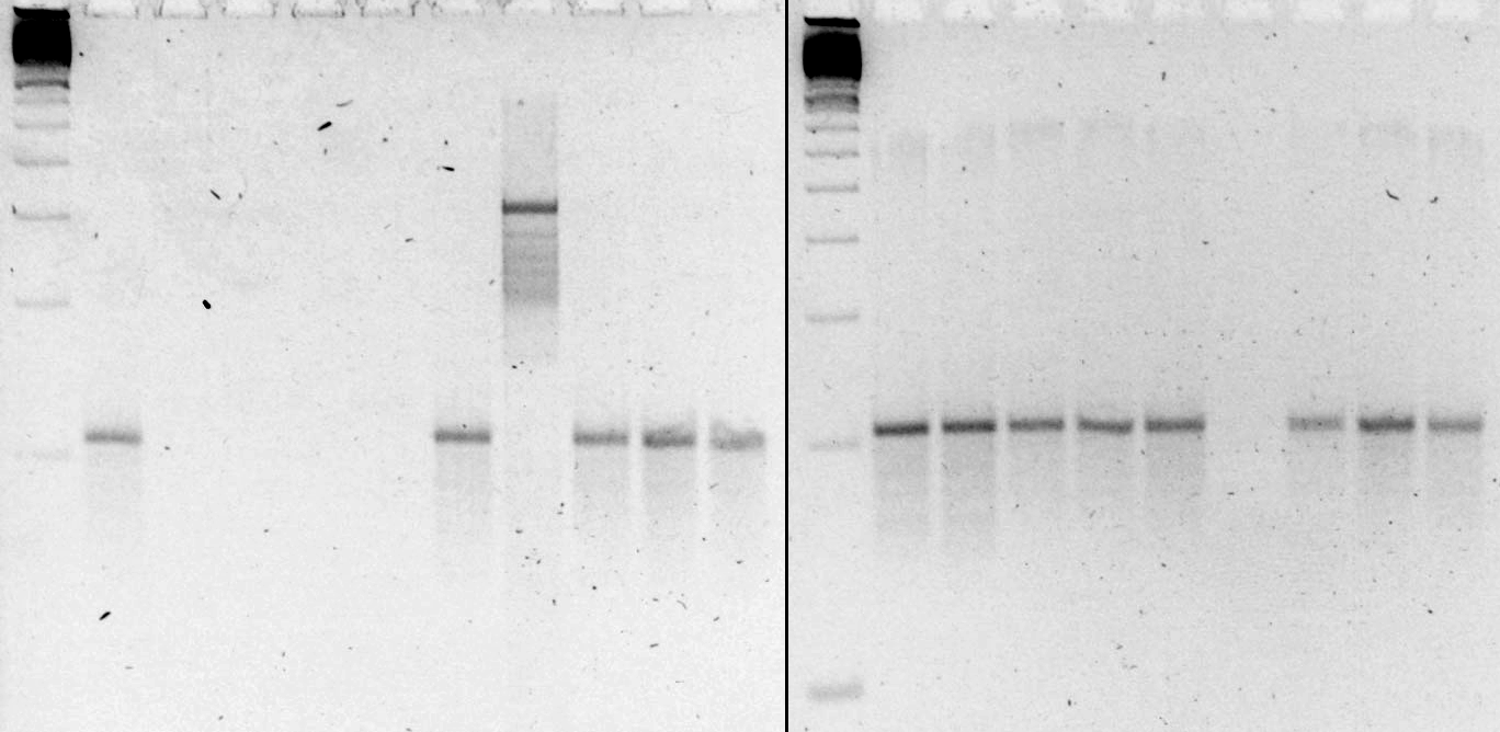 4. E R G E B N I S S E 75 W 1 2 3 4 5 6 7 8 9 10 W 1 2 3 4 5 6 7 8 9 Abbildung 37: Mikrosatelliten-PCR des Motivs mito03 in einem 4 %-igen Agarosegel (Laufbedingungen: 2 h mit 110 V).