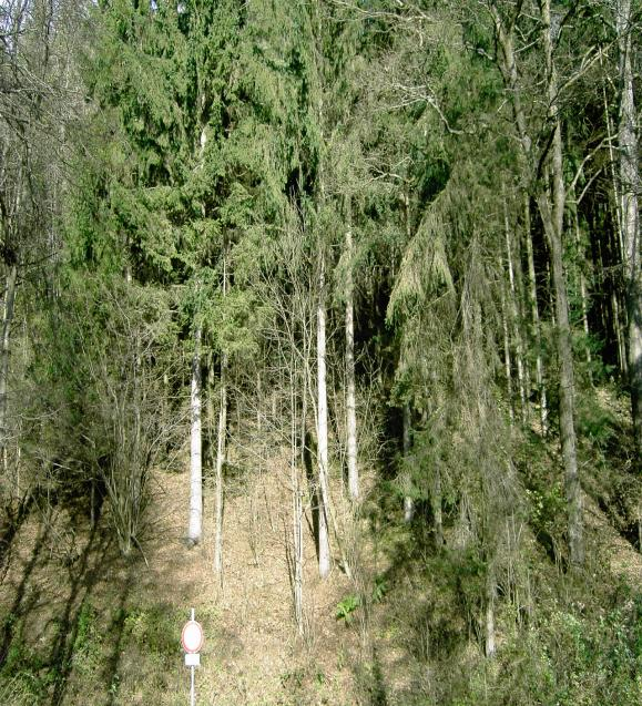 Der Wald Der Wald - prägt die Landschaft, gibt Erholungsraum - beeinflusst die Umwelt, Ausgleich von