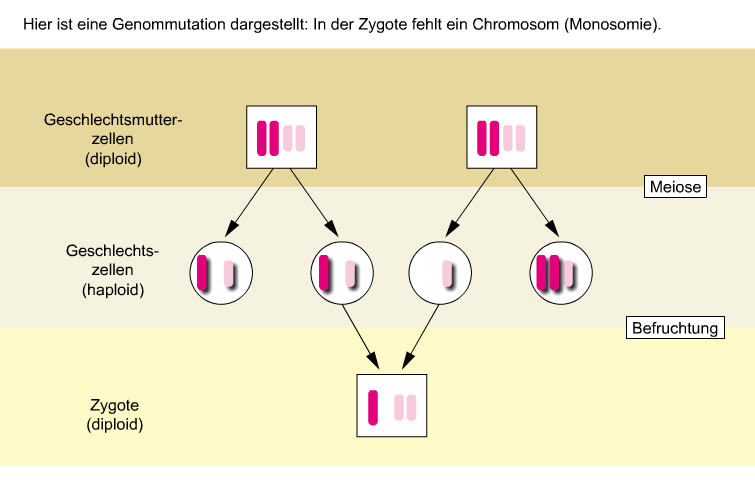Mutationen 2 Wie kann es in der Zygote zu einem Chromosomenverlust kommen?