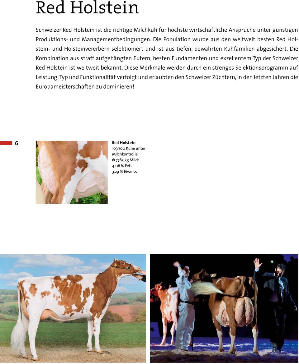 Die Kombination aus straff aufgehängten Eutern, besten Fundamenten und exzellentem Typ der Schweizer Red Holstein ist weltweit bekannt.