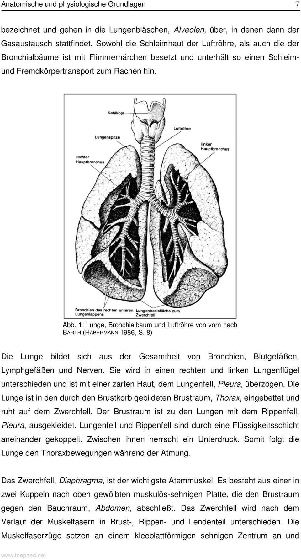 1: Lunge, Bronchialbaum und Luftröhre von vorn nach BARTH (HABERMANN 1986, S. 8) Die Lunge bildet sich aus der Gesamtheit von Bronchien, Blutgefäßen, Lymphgefäßen und Nerven.