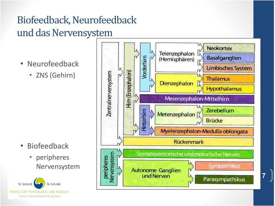 Neurofeedback ZNS (Gehirn)