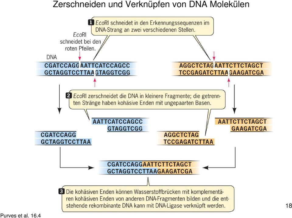 DNA Molekülen