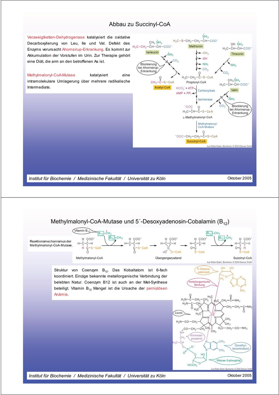 Methylmalonyl-CoA-Mutase katalysiert eine intramolekulare Umlagerung über mehrere radikalische Intermediate.