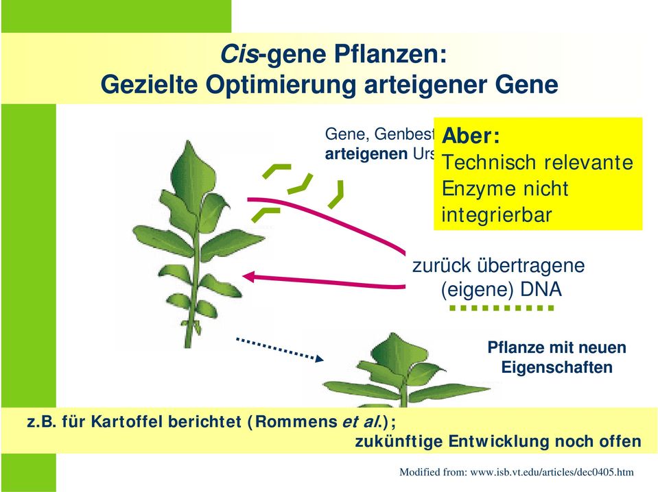 (eigene) DNA Pflanze mit neuen Eigenschaften z.b. für Kartoffel berichtet (Rommens et al.