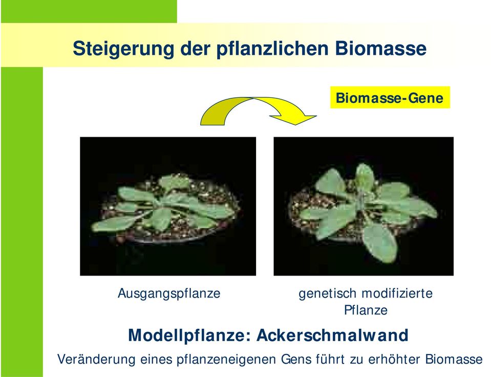 modifizierte Pflanze Modellpflanze: