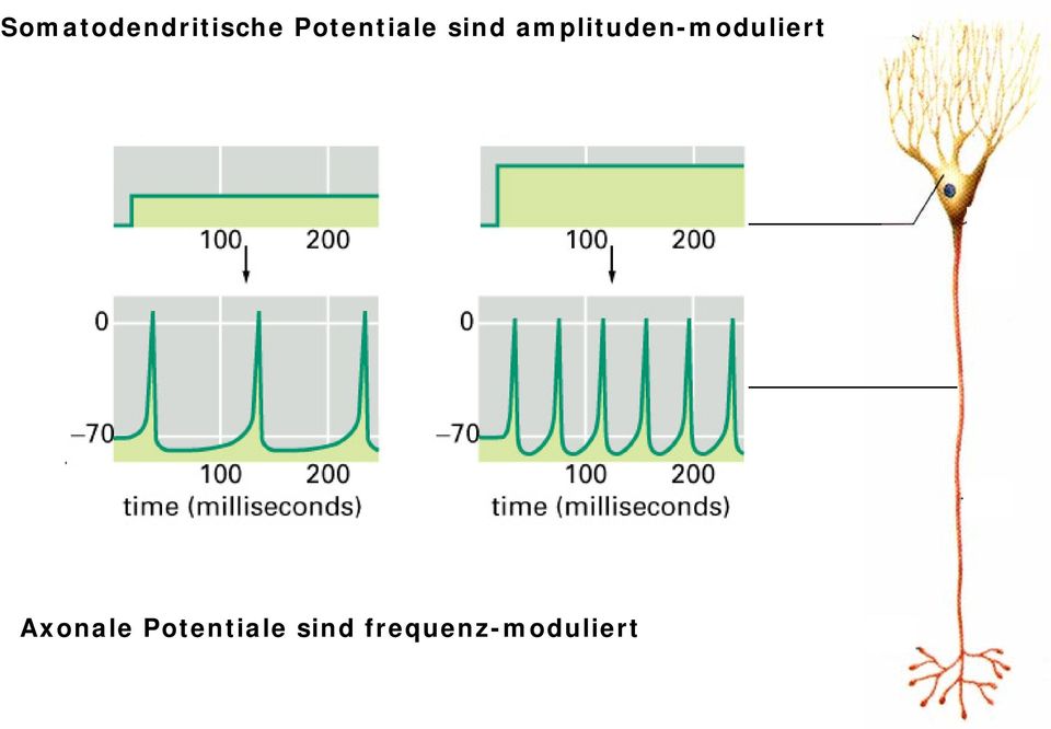 amplituden-moduliert