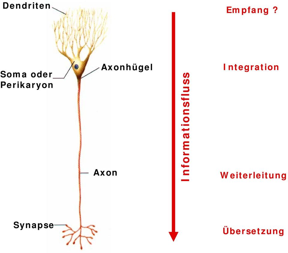 Axonhügel Axon