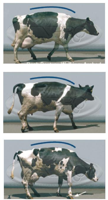 - Klauengesundheit Anteil lahmer Kühe [%] (Zielgröße ) Lahmheit und gestörte Bewegungsmuster werden systematisch in 5 Kategorien = Locomotion score (LCS) beurteilt (Sprecher D. J. et al., 1997).
