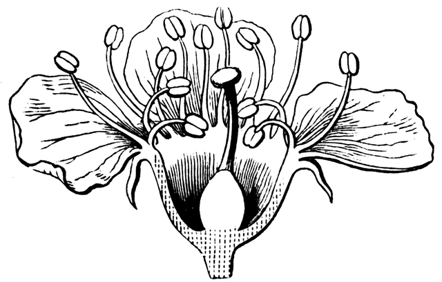 4.2 Neben der folgenden Abbildung sind fünf Funktionen von Blütenbestandteilen beschrieben. Ziehe eine Linie von der jeweiligen Beschreibung zu dem Teil der Blüte, der die beschriebene Funktion hat!