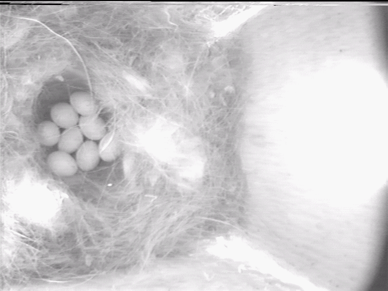 Abständen für längere Zeiträume ins Nest zurück. So kehrte der Vogel am 25.4.2000, nachdem er um ca. 7.30h das Nest verließ, nur drei Mal mit großen Abständen zwischen den Besuchen zurück.