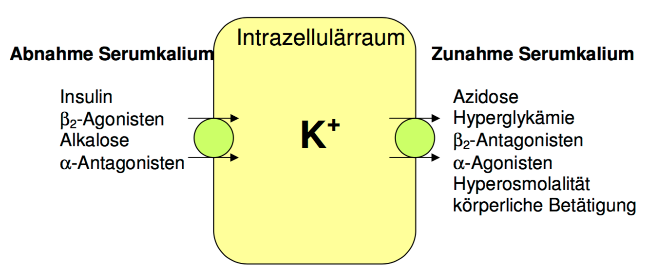 Intra-/extrazellulärer Kaliumshift Quelle: http://www.klinikum.uni-muenster.