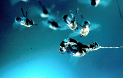 10 Paarung Die Paarung der Jungkönigin (nur eine pro Bienenvolk) findet etwa zwischen dem 5. und 10. Lebenstag auf zwei bis drei Hochzeitsflügen statt.