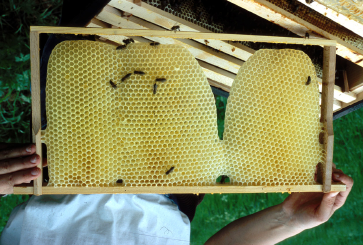 6 3.3 Verhaltensweisen der Bienen Grundsätzlich können zwei Verhaltenskomplexe unterschieden werden: Tätigkeiten im Innenbereich des Bienenstockes (Putzen, Bauen, Brutpflege, Honigverarbeitung) und