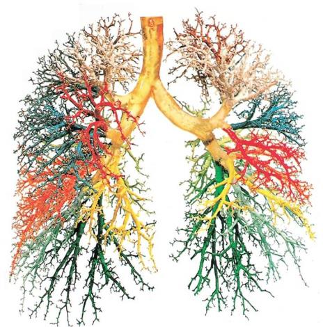 0,5mm gross Lungenbläschen (Alveolen) Wie Weintrauben um den Alveolargang angeordnet Die Grösse schwankt zwischen 50 bis 250µm Die Anzahl beläuft sich auf