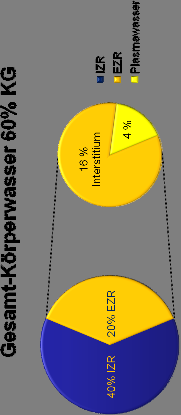 Flüssigkeitsräume Plasmawasser :