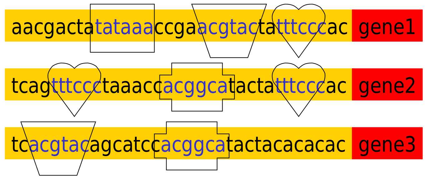 4. DNA-Motive Suche und Analyse von