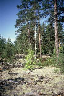 Wanderungen durch Ronjas und Birks Wald Eines der schönsten Bücher Astrid Lindgrens ist für viele Ronja Räubertochter.