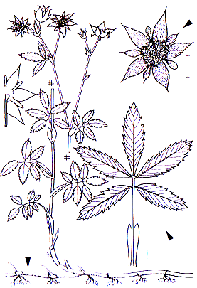 Potentilla palustris Rosales Rosaceae Potentilla Potentilla palustris Sumpf-Blutauge -0,30-1,0 m -Blütezeit 6-7 (rotbraun) -Blüten vormännlich, Kronblätter blutrot (=Name), wobei der ebenfalls
