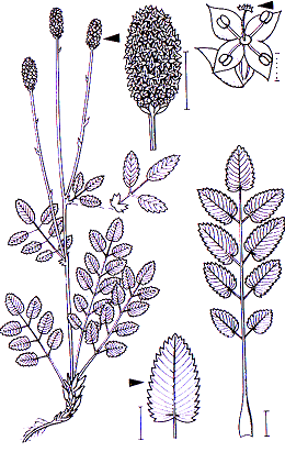 Sanguisorba officinalis Rosales Rosaceae Sanguisorba Sanguisorba officinalis Großer Wiesenknopf -0,3-1,5 m -Blütezeit 6-9 (dunkel rotbraun) -Insektenblütig, oft besucht von Bläulingen (Phengaris