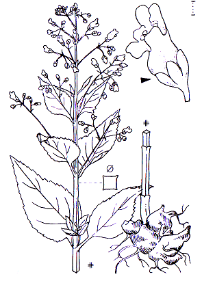 Scrophularia nodosa Scrophulariales Scrophulariaceae Scrophularia Scrophularia nodosa Knotenbraunwurz -0,40-1,2 m -Blütezeit 6-9 (rotbraun) -vorweibliche Rachenblume, als Thyrsus vereinigt, fünftes