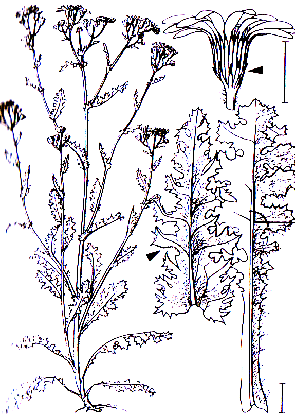 Senecio vernalis -0,15-0,45 m -Blütezeit 5-11 (gelb) Asterales -Blätter beiderseits dicht spinnwebig behaart, Asteraceae Senecio Senecio vernalis Frühlings-Greiskraut ältere Blätter verlieren diese