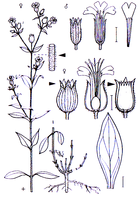 Silene latifolia Caryophyllales Caryophyllaceae Silene Silene latifolia Weiße Lichtnelke -0,50-1,0 m -Blütezeit 6-9 (weiß) -duftend -Name: nach Silen, den fettbäuchigen Begleiter Bacchus