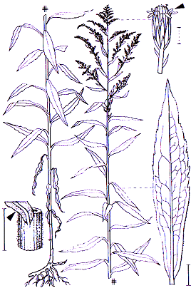 Solidago canadensis Asterales Asteraceae Solidago Solidago canadensis Kanadische Goldrute -0,50-2,5 m -Blütezeit 8-10 (goldgelb) -Blätter lanzettlich, im vorderen Bereich gesägt -Blattunterseite und