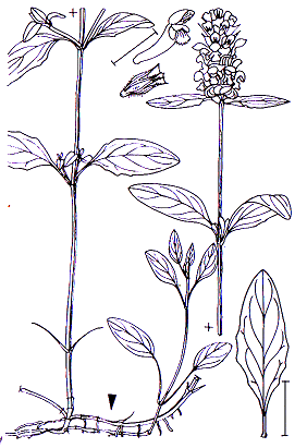 Prunella vulgaris Lamiales Lamiaceae Prunella Prunella vulgaris Gemeine Braunelle -0,05-0,30 m -Blütezeit 6-9 (blauviolett) -Blätter gestielt und gegenständig mit leicht gekerbtem Rand -Blütenstand