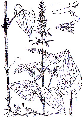Stachys sylvatica Lamiales Lamiaceae Stachys Stachys sylvatica Wald-Ziest -0,30-1,0 m -Blütezeit 6-9 (dunkel braunrot) -Blätter (unten breit herzförmig) gestielt und behaart -Blüten in Scheinquirlen