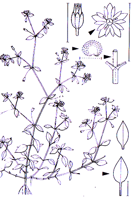 Stellaria media Caryophyllales Caryophyllaceae Stellaria Stellaria media Vogelsternmiere -0,03-0,40 m -Blütezeit 1-12 (weiß) ohne Blüh- und Wachstumsperiodizität (max.