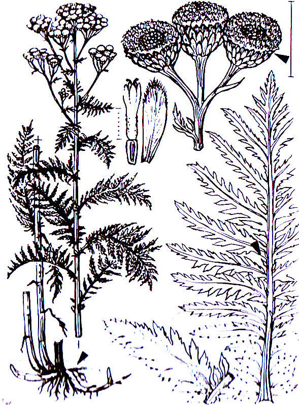 Tanacetum vulgare Asterales Asteraceae Tanacetum Tanacetum vulgare Rainfarn -0,60-1,2 m -Blütezeit 7-9 (gelb) -rhizombildend -Blüten aus ca. 100 zwittrigen Röhrenblüten -veg.