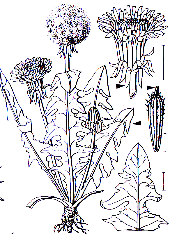 Taraxacum officinale Asterales Asteraceae Taraxacum Taraxacum officinale Gemeiner Löwenzahn -0,05-0,40 m -Blütezeit 4-7 (goldgelb) -Rosettenpflanze mit Pfahlwurzel, Tiefwurzler bis 2 m -Blätter