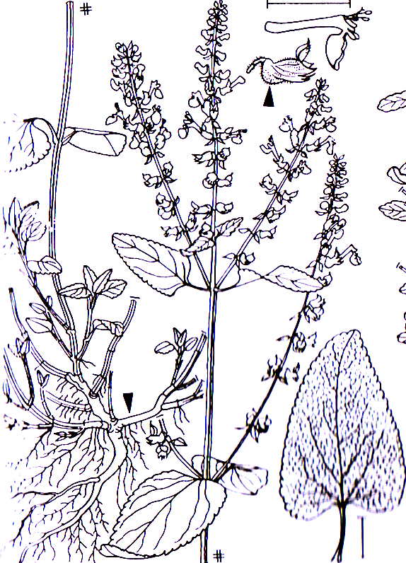 Teucrium scorodonia -0,30-0,50 m -Blütezeit 7-9 (gelblich) Lamiales -Blätter stark netznervig, oben herzeiförmig, am Lamiaceae Teucrium Teucrium scorodonia Salbei-Gamander Grund gestutzt und dicht