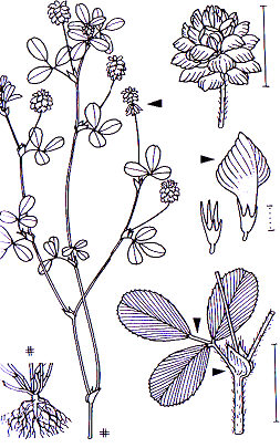 Trifolium campestre Fabales Fabaceae Trifolium Trifolium campestre Feld Klee -0,15-0,30 m -Blütezeit 6-9 (gelb, verblüht gelbbraun) -20 bis 40-fache traubige Blütenstände -Schmetterlingsblüte mit