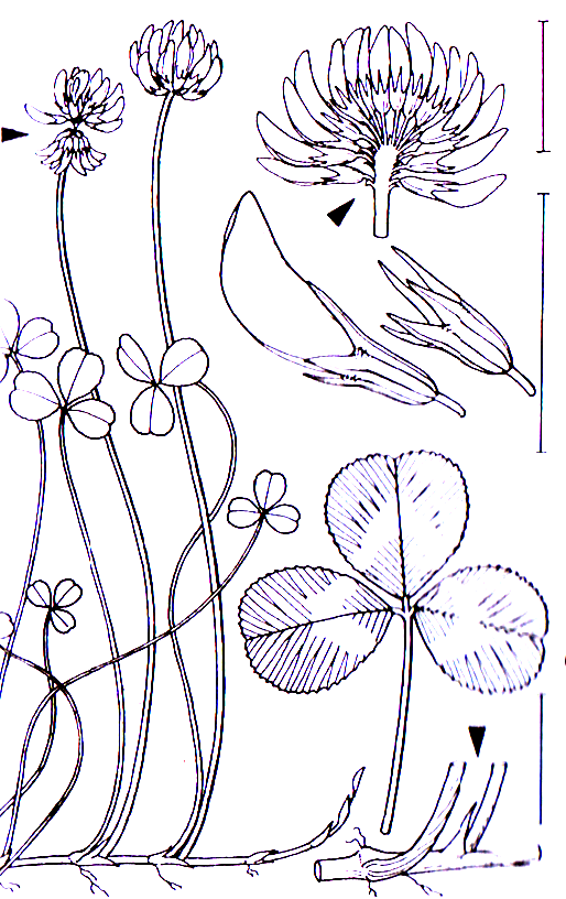 Trifolium repens Fabales Fabaceae Trifolium Trifolium repens Weiß-Klee -0,15-0,45 m -Blütezeit 5-9 (weiß oder hellrosa, verblüht hellbraun) mit ährenartigen Blütenständen -Nebenblätter mit Blattstiel