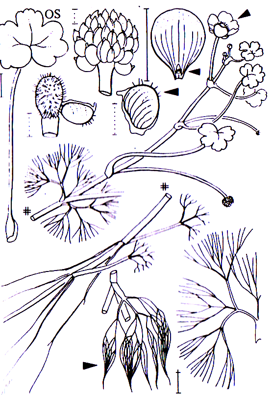 Ranunculus aquatilis -0,10-2,0 m -Blütezeit 4-9 (weiß, am Grund gelb) Ranunculales -tief gezähnte Schwimmblätter Ranunculaceae Ranunculus Ranunculus aquatilis Wasser-Hahnenfuß -Blüten