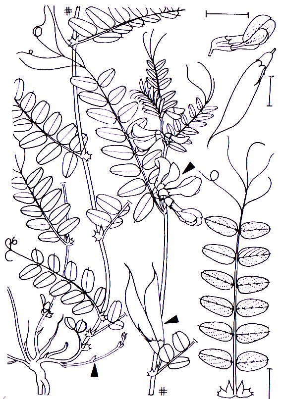 Vicia sepium -0,30-0,60 m -Blütezeit 5-6 (trüblila) Fabales -mit schwarzen extrafloralen Nektarien an Fabaceae Vicia Vicia sepium Zaun-Wicke Unterseite der Nebenblätter, welcher Belohnung für die