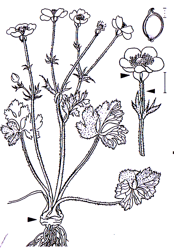 Ranunculus bulbosus Ranunculales Ranunculaceae Ranunculus Ranunculus bulbosus Knolliger Hahnenfuß -0,15-0,35 m -Blütezeit 5-7 (glänzend gelb) -Stängel im Grund knollig verdickt (=Name), an der Basis