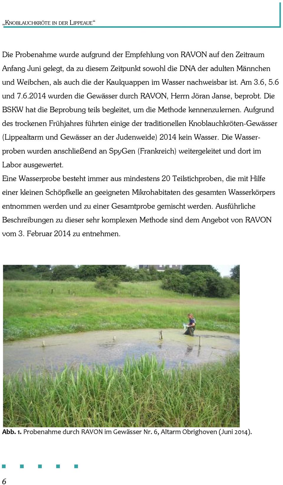 Aufgrund des trockenen Frühjahres führten einige der traditionellen Knoblauchkröten-Gewässer (Lippealtarm und Gewässer an der Judenweide) 2014 kein Wasser.