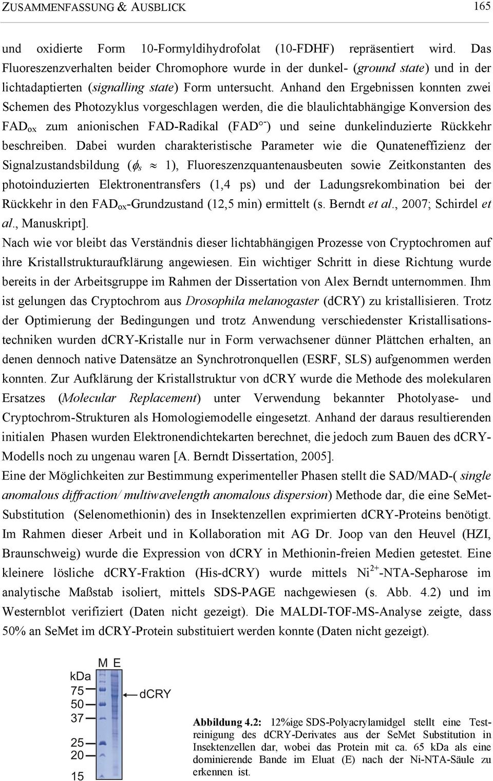 Anhand den Ergebnissen konnten zwei Schemen des Photozyklus vorgeschlagen werden, die die blaulichtabhängige Konversion des FAD ox zum anionischen FAD-Radikal (FAD - ) und seine dunkelinduzierte