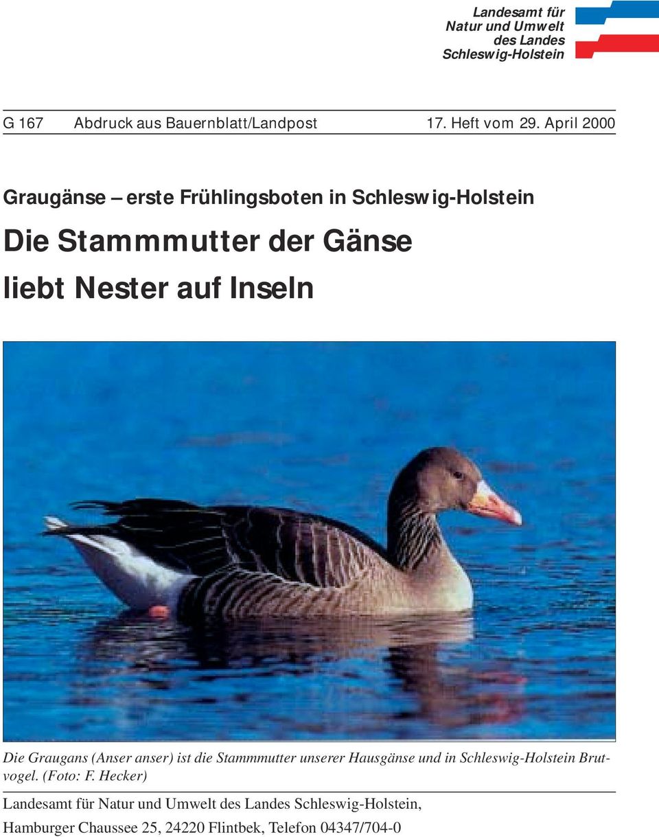 Graugans (Anser anser) ist die Stammmutter unserer Hausgänse und in Schleswig-Holstein Brutvogel. (Foto: F.