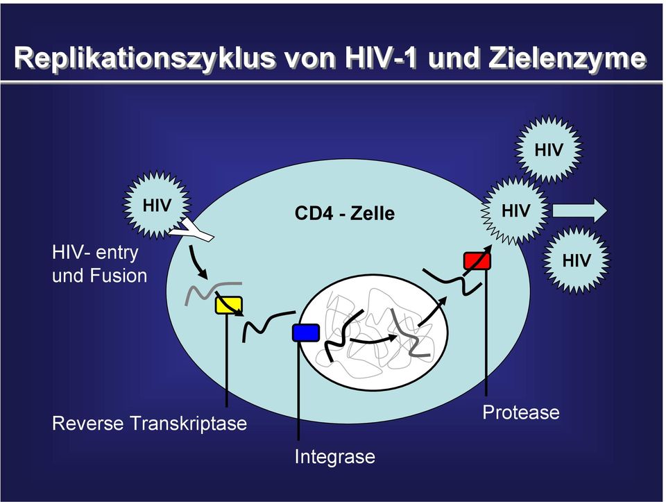 HIV HIV- entry und Fusion HIV