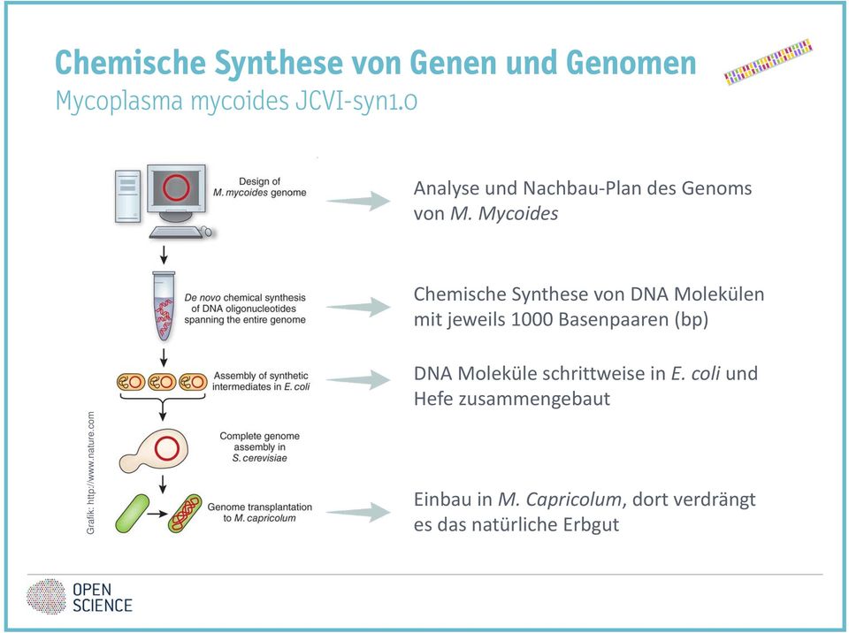 Mycides Chemische Synthese vn DNA Mlekülen mit jeweils 1000 Basenpaaren (bp) Grafik: