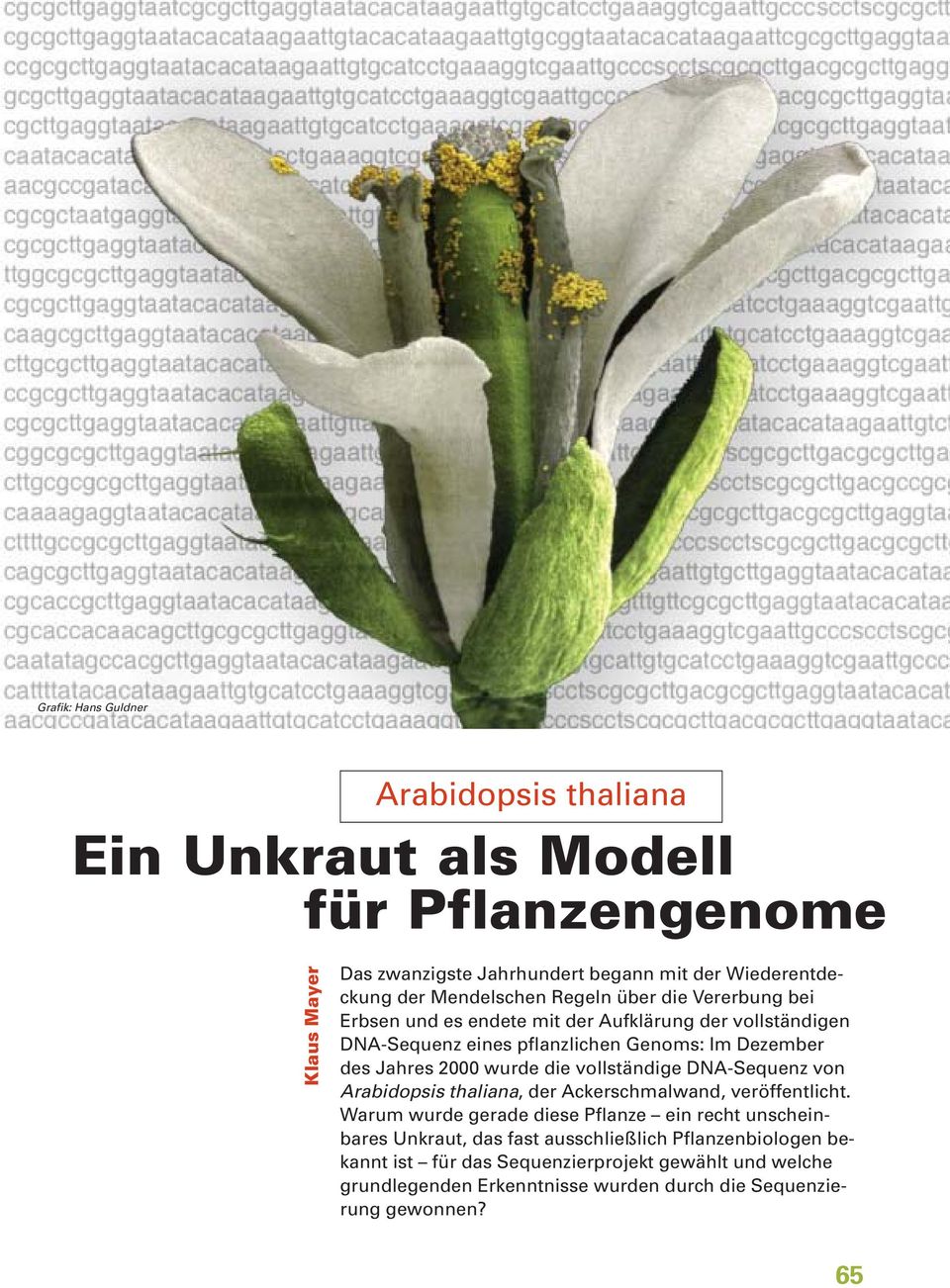 2000 wurde die vollständige DNA-Sequenz von Arabidopsis thaliana, der Ackerschmalwand, veröffentlicht.