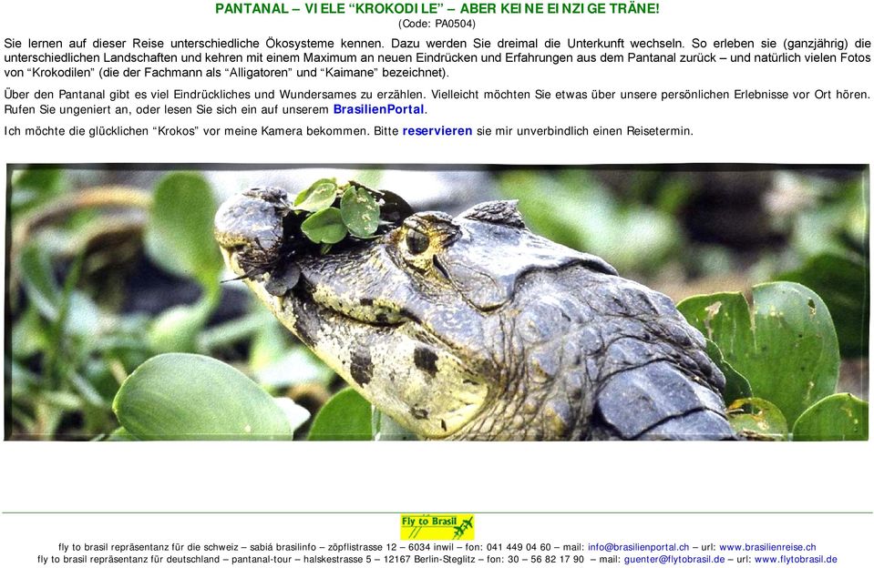 (die der Fachmann als Alligatoren und Kaimane bezeichnet). Über den Pantanal gibt es viel Eindrückliches und Wundersames zu erzählen.