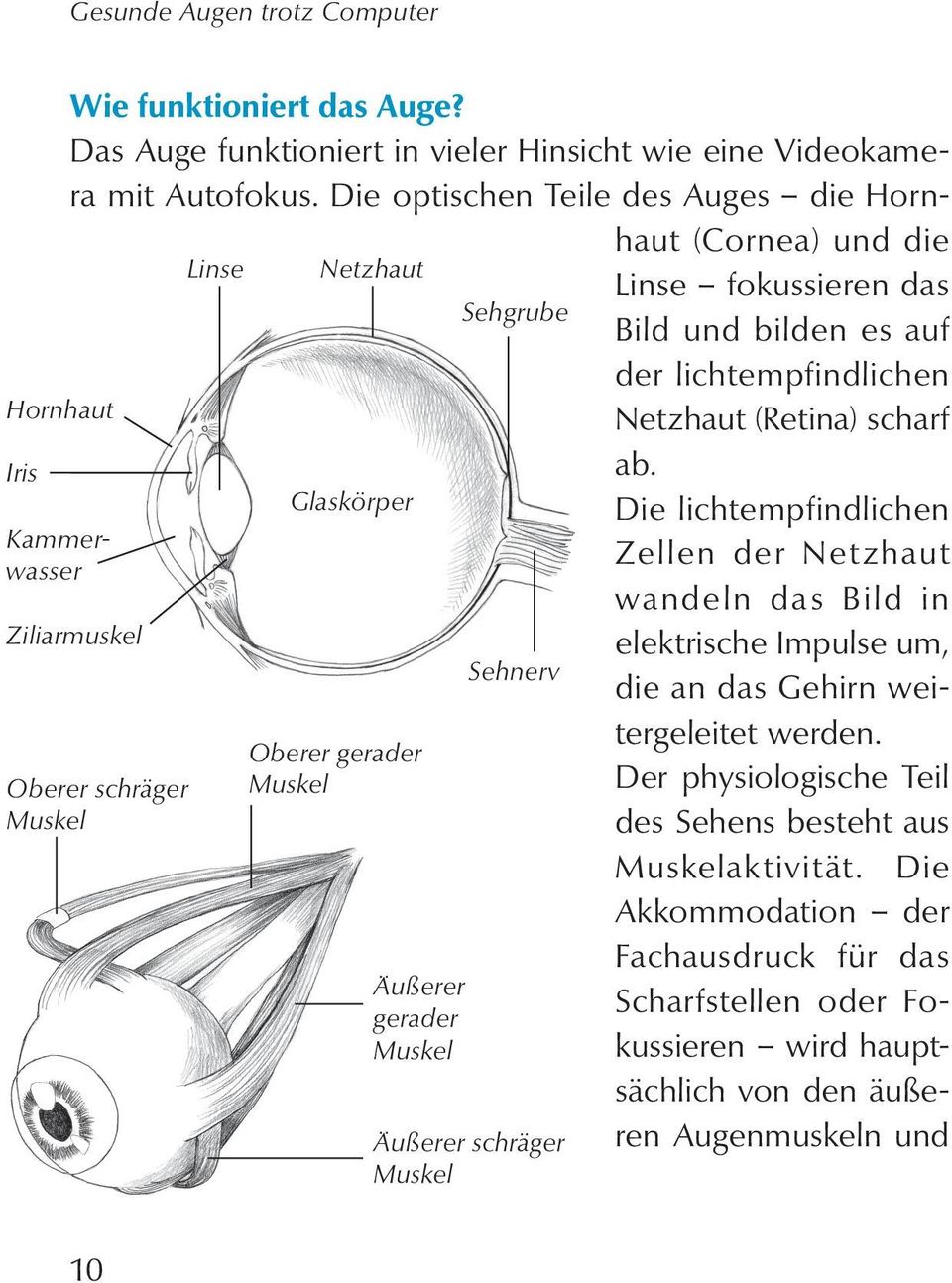 Die optischen Teile des Auges die Hornhaut (Cornea) und die Linse fokussieren das Bild und bilden es auf der lichtempfindlichen Netzhaut (Retina) scharf ab.